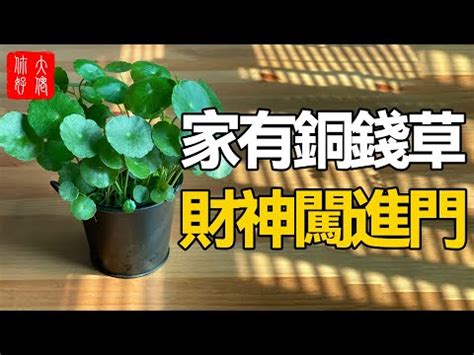 金錢草風水|【銅錢草 風水】銅錢草風水佈局指南：招財旺運不可。